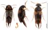 Mordellaria aurofasciata